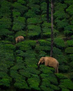 Thekkady wildlife safari
